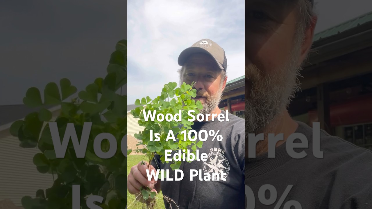 WILD Edibles: Have You Ever Tried Wood Sorrel? #wild #edible #wildedibles #woodsorrel