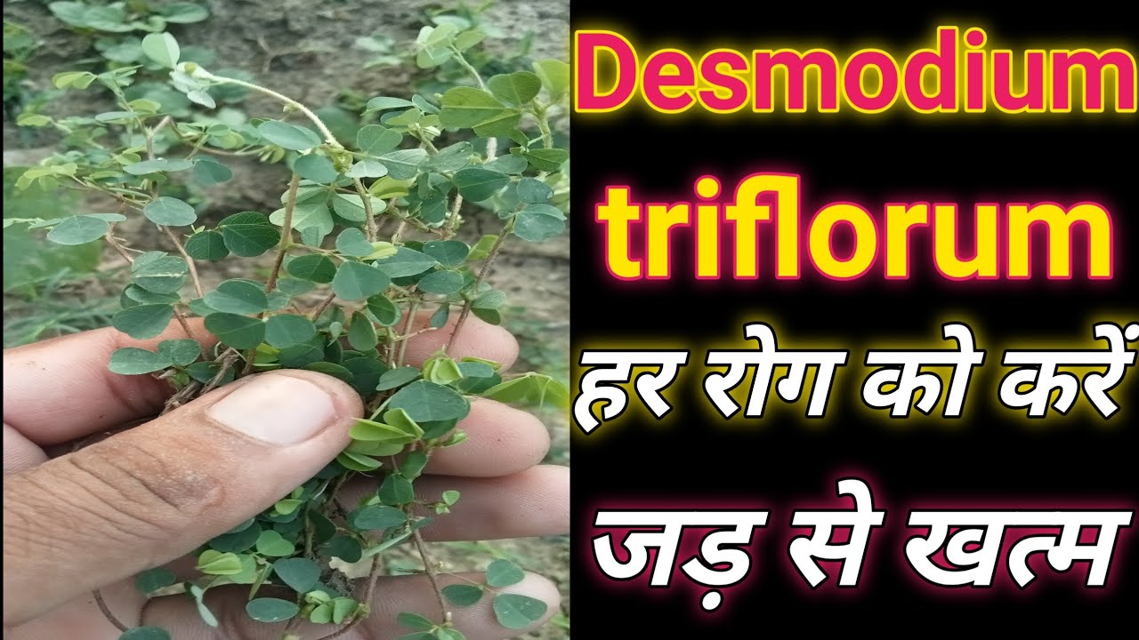 what is desmodium used for?is desmodium a vine? Desmodium triflorum,