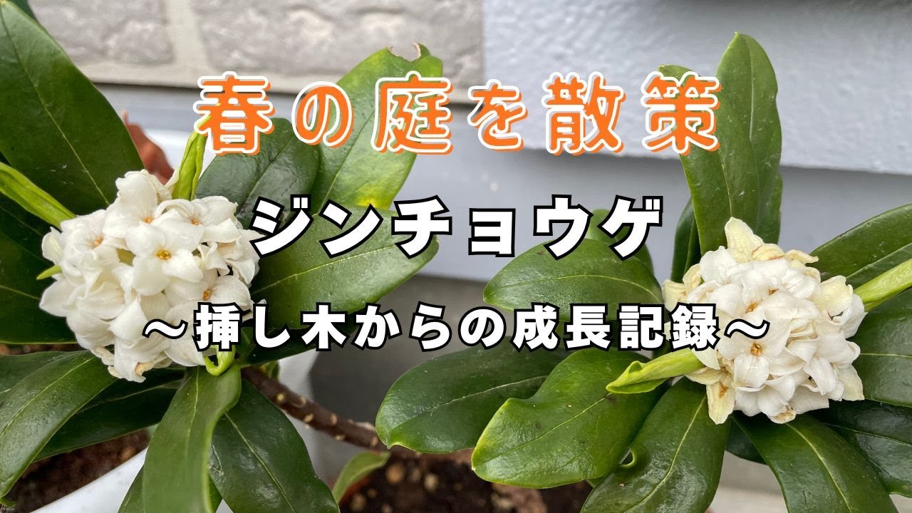 【ジンチョウゲ】初めてでも大成功。もらった挿し木に花が咲き香りに癒やされる春。