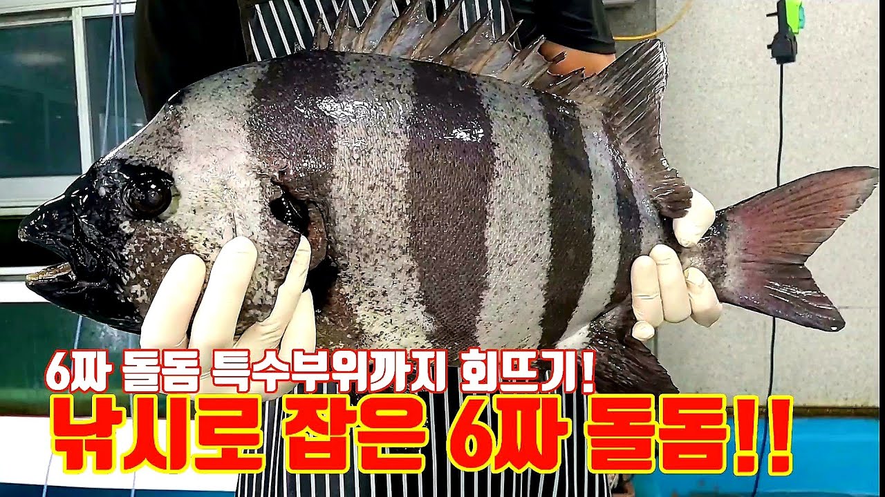 6짜 대물돌돔 회뜨기!낚시로 잡은 대물돌돔!
