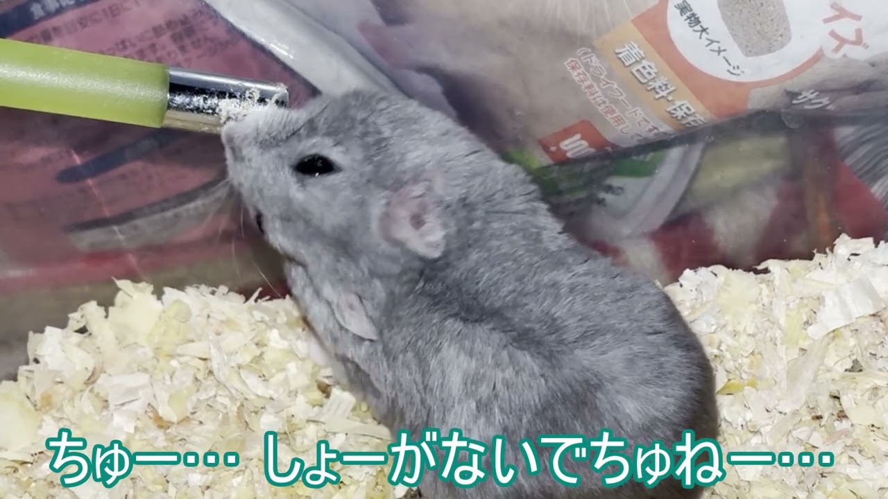 【ハムスター】お水を ペロペロ ごまめちゃん～ジャンガリアンハムスター～