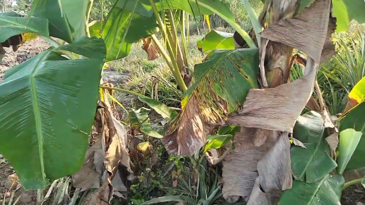 Bữa nay chỉ có 2 vợ chồng mình đi rẫy khóm thôi 🍍🍍🍍🍍🍍🍍🍍🍍