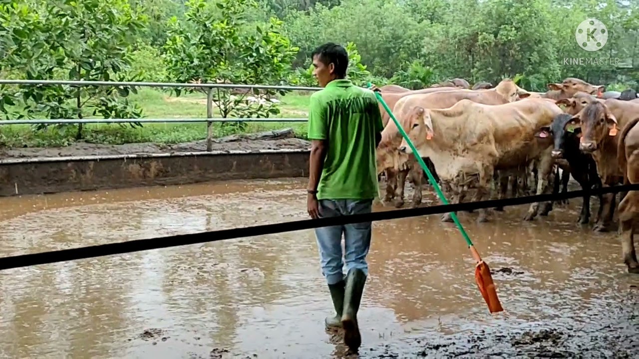 Handling Pemilihan Sapi Akan Di Jual || Pengetahuan Kandang Sapi BX