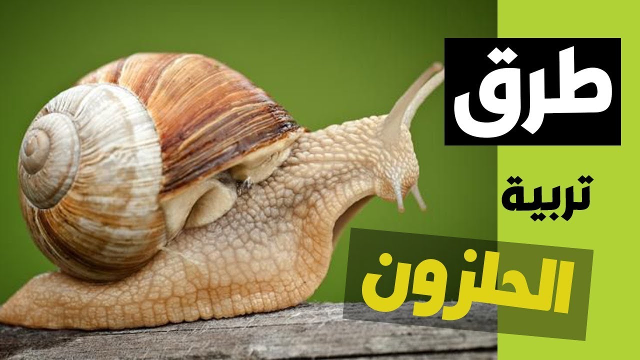 طرق تربية الحلزون بأقل تكلفة