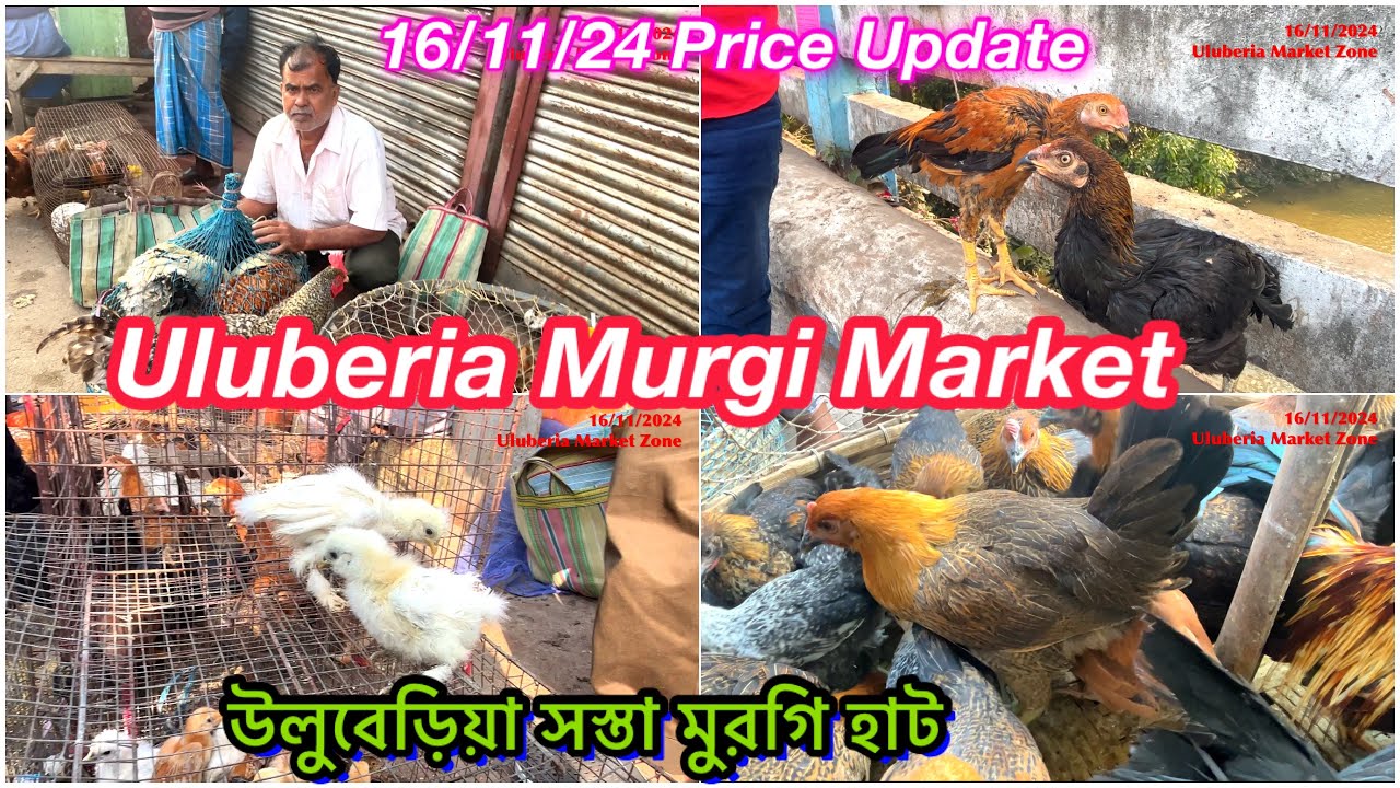 Uluberia Murgi Market :Uluberia Pet Market 16/11/24 price update today #cheapestprice #murgi