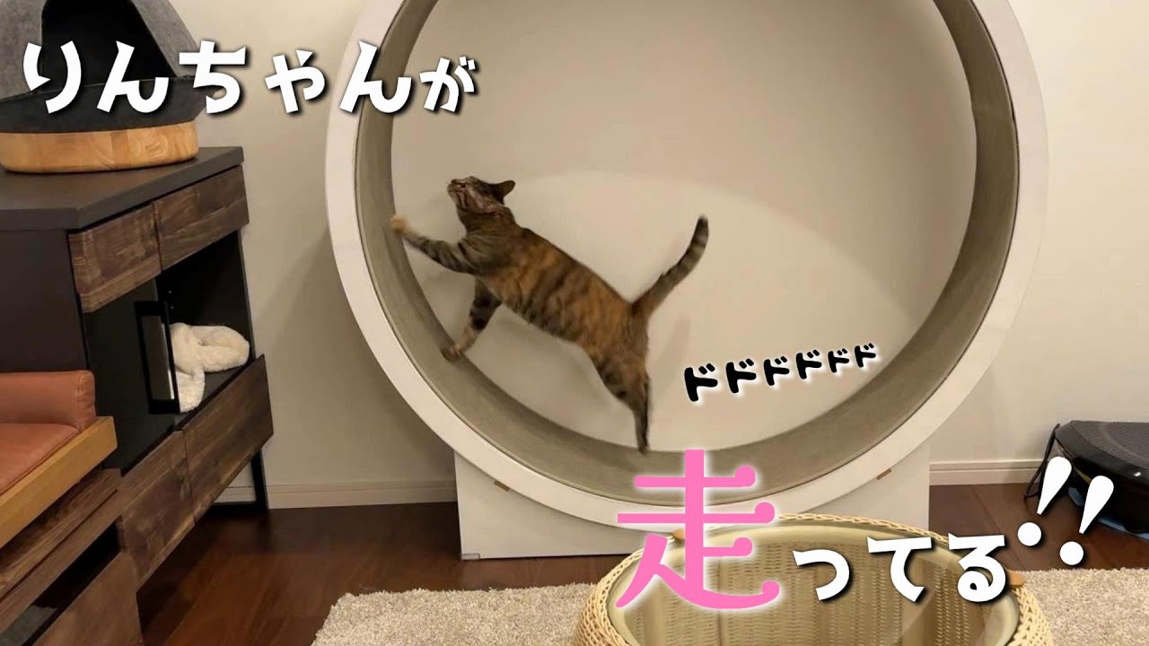 どんどん元気になるりんちゃんの行動に驚いてます　