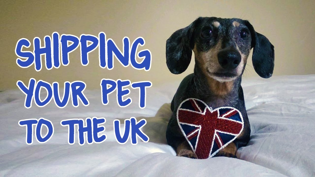 How to Move with Your Pet to the UK (Advice on How to Ship/ Import a Cat or Dog)