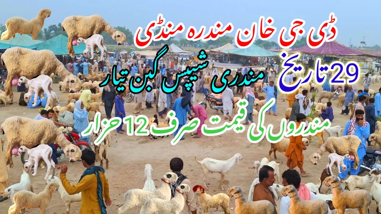 29 November 2025 ڈی جی خان مندرہ منڈی کا ویزٹ کریں گے 1جانور کی قیمت انتہائی سستی لوکیشن ڈی جی خان 