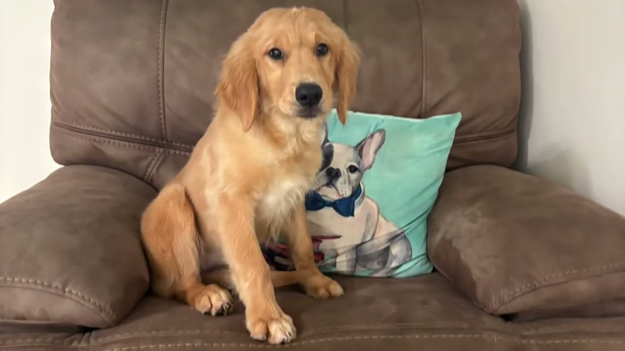 Stella puppy golden retriever 