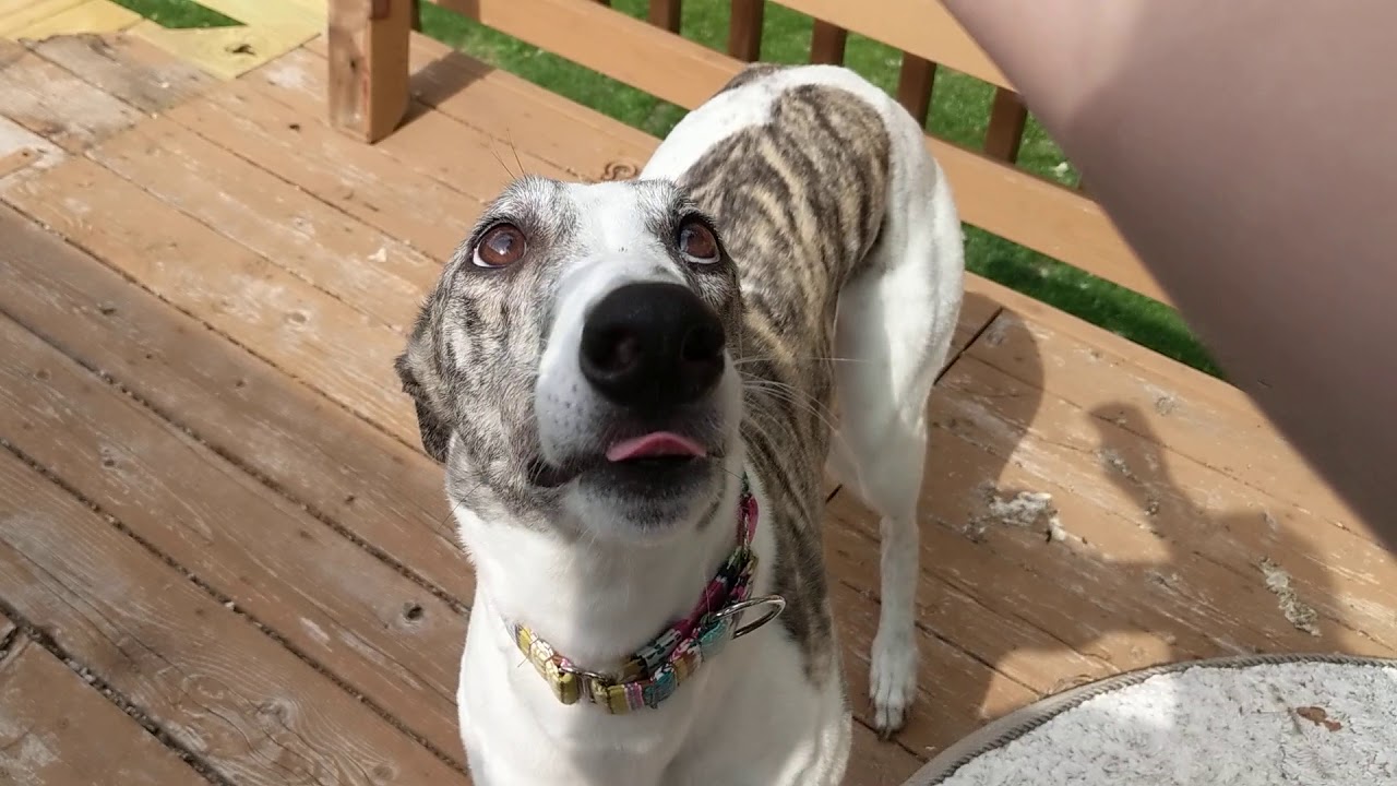 Teaching a Greyhound to sit