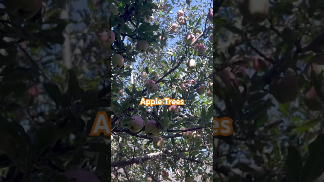 Exploring the Hidden Apple Forests of Kashmir. 