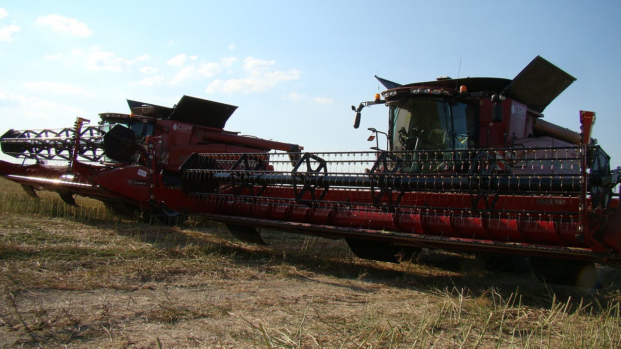 Amerykańskie żniwa w Polsce 2014 cz.2 - kombajny CASE IH 8230 w akcji