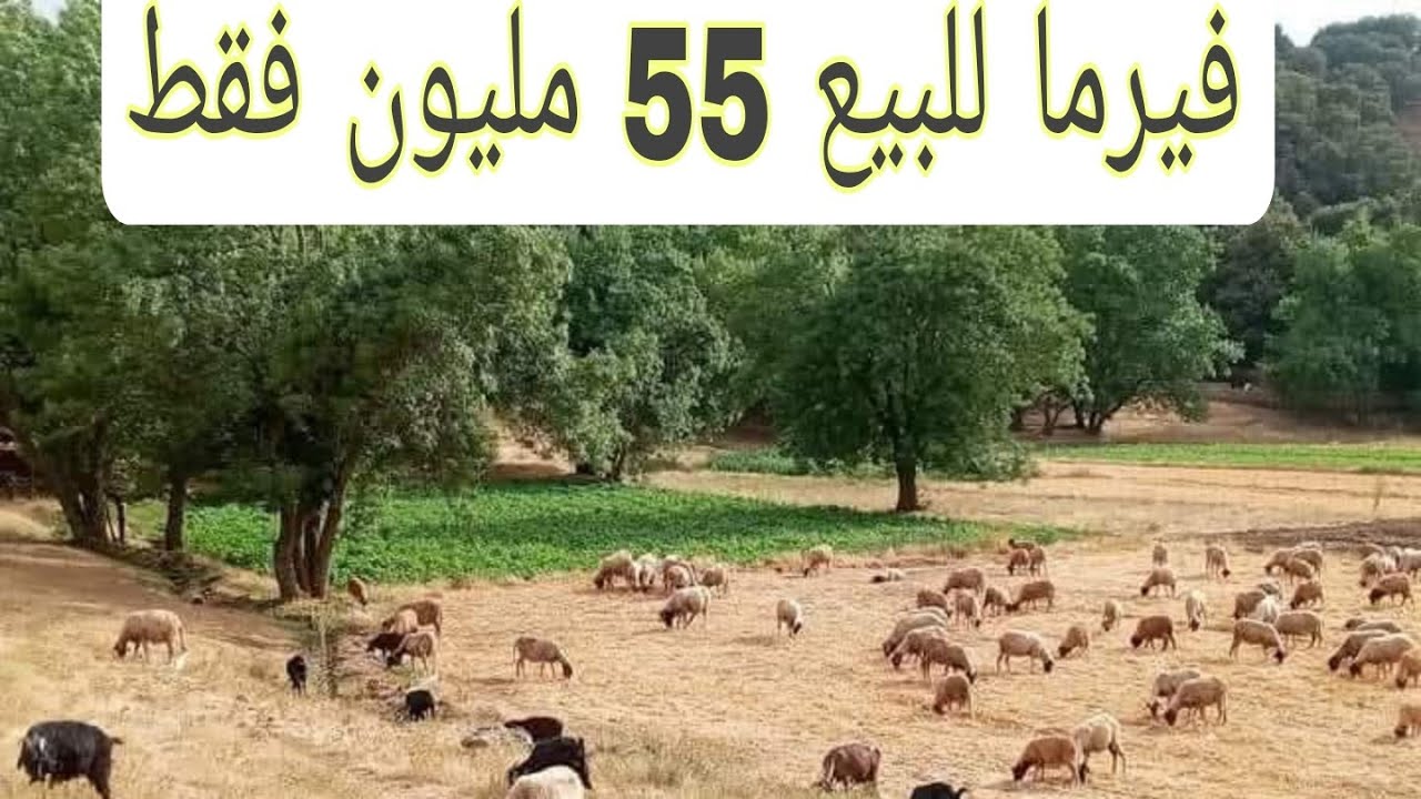 فيرما للبيع 55 مليون فقط محافظه بئر سكنى زينون نواحي المنزل رباط الخير  مجهزة طريق ضوء  0679444657