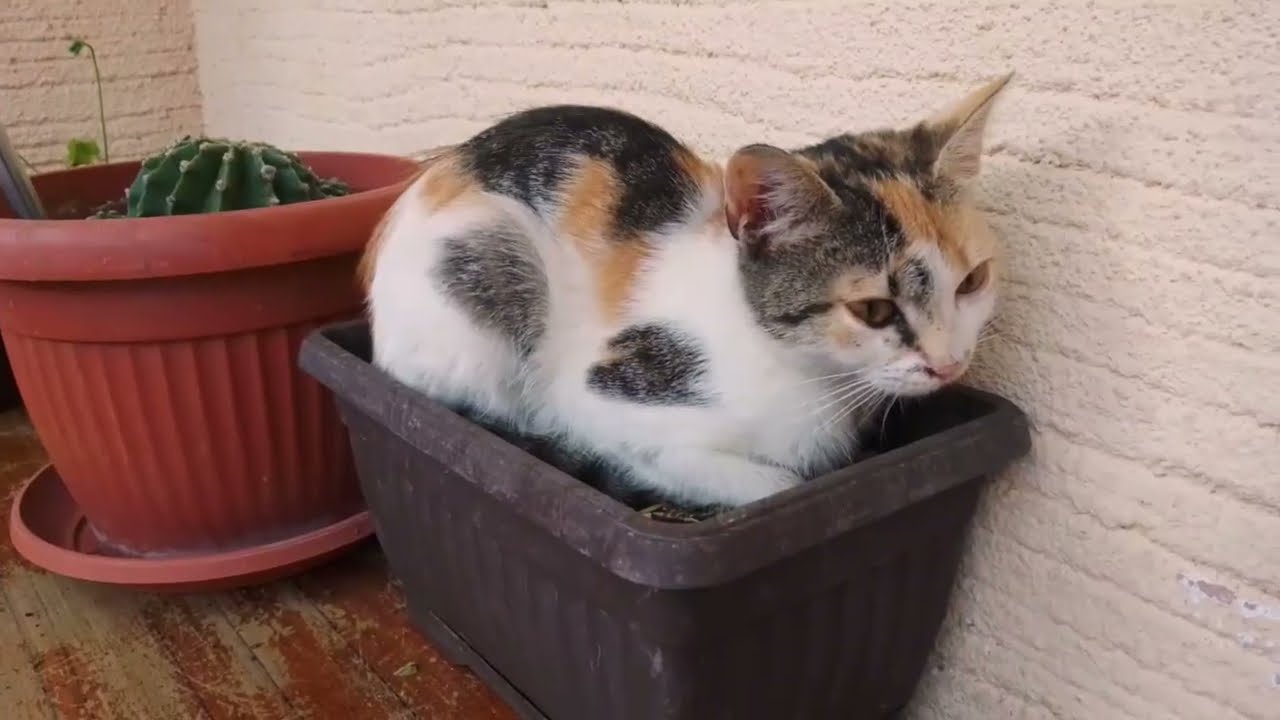 cats chilling on the balcony