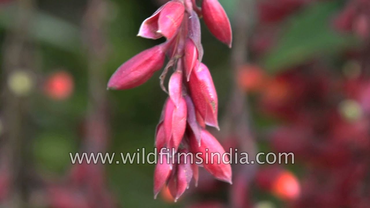 Sehra Bel or Thunbergia mysorensis