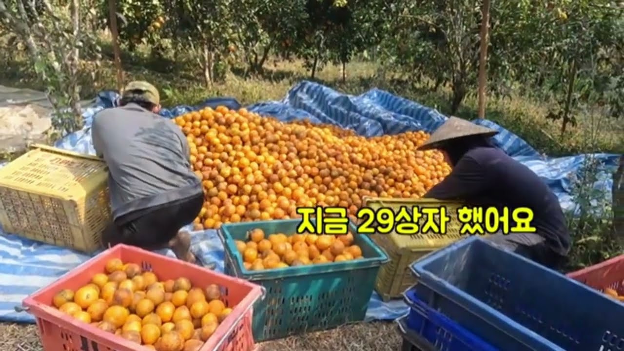 ส้มแมนดารินราคาถูกในปีนี้