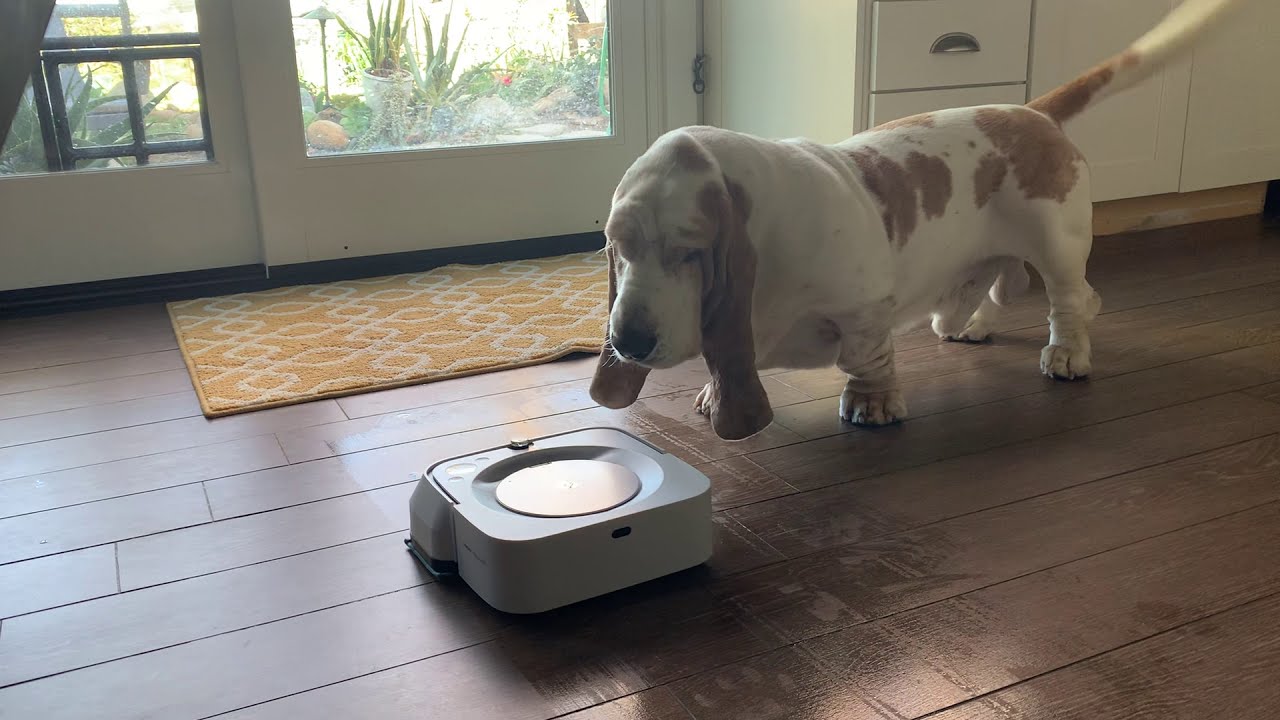 My Basset Hound dog Vincent is concerned about the new cleaning alien in our house.