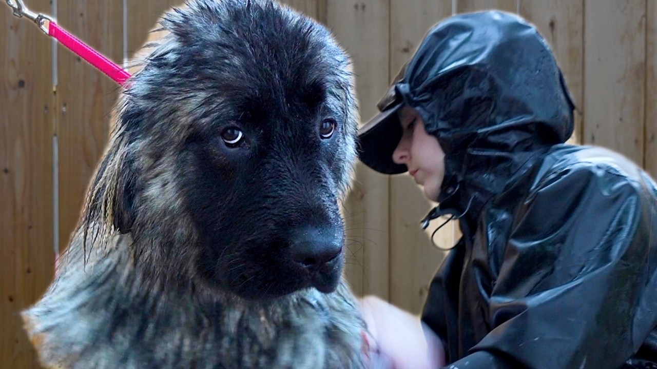 Grooming One of the World's Most Intimidating Dog Breeds