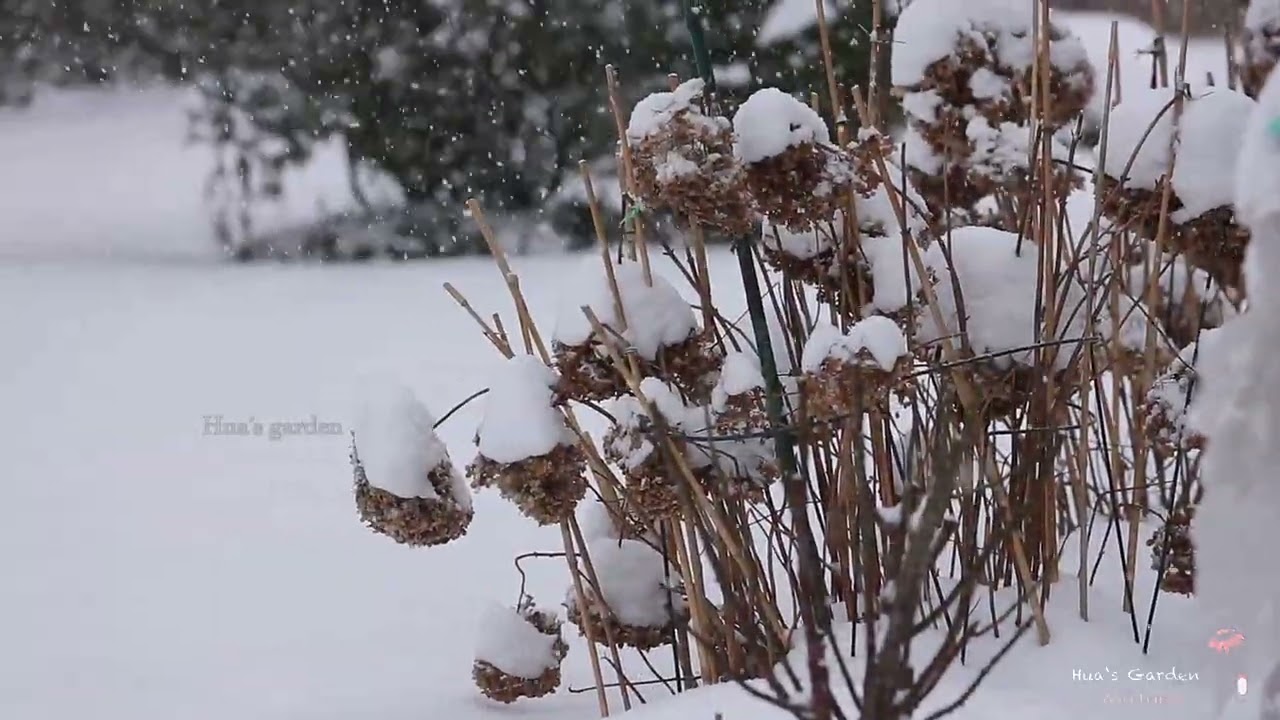 大雪纷飞的花园别样动人/Der Garten ist auch im Winter sehr schön/做好了防冻可以高枕无忧/09.01.2026