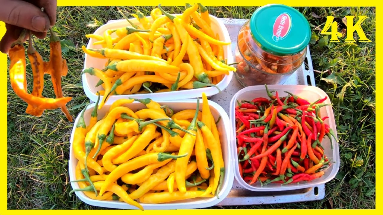 Chilis und Peperonis einfach und richtig trocknen - Die Ernte und meine Vorgehensweise zum Trocknen