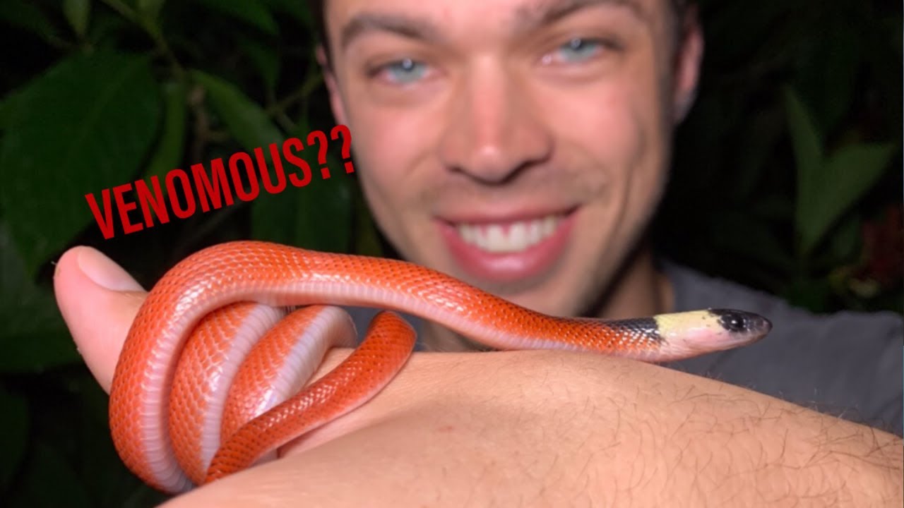 Is it VENOMOUS?!?