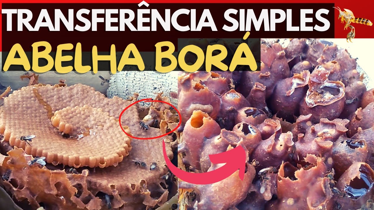 TRANSFERÊNCIA SIMPLES de BORÁ 🍯🐝