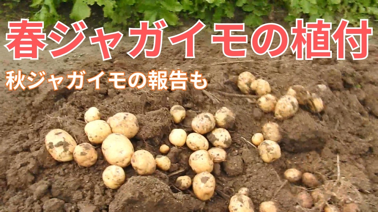 家庭菜園　『春ジャガイモ』　今年の種イモは工夫が❔ 昨年の秋ジャガイモの報告も。