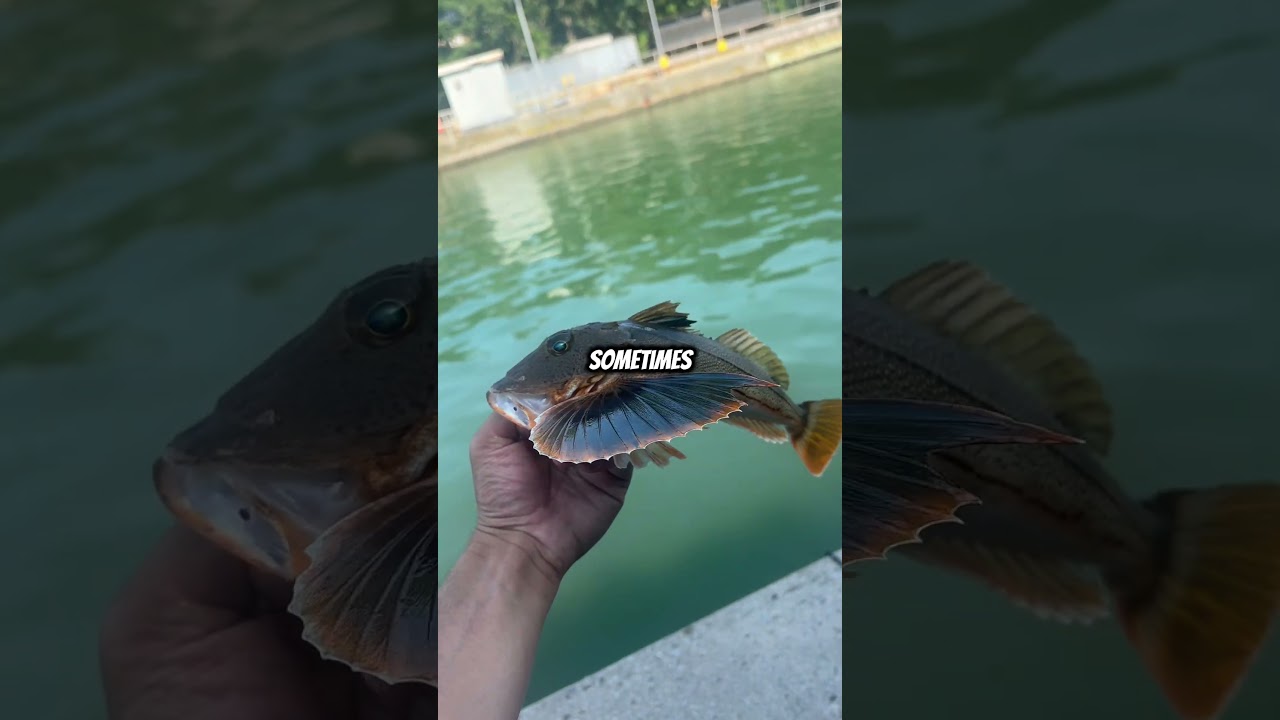 Flounder catch and cook? Why cant I catch a keeper #fishingtechniques