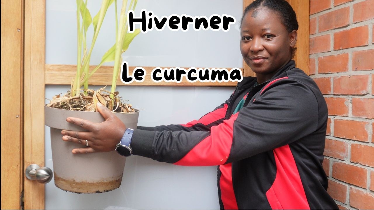 FAIRE HIVERNER FACILEMENT LE CURCUMA 🫚🫚🫚? LES BIENFAITS DU CURCUMA.