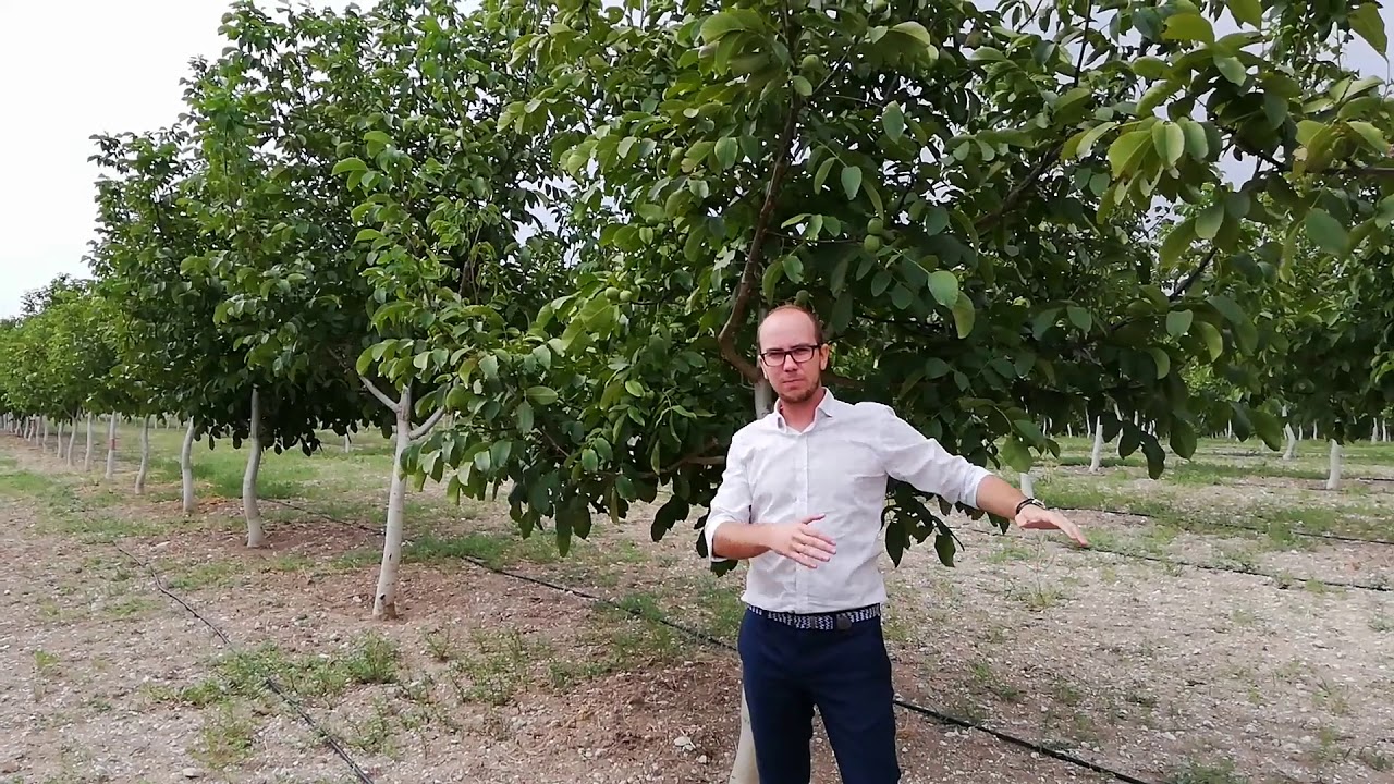Walnut Tree Orchard in 2018
