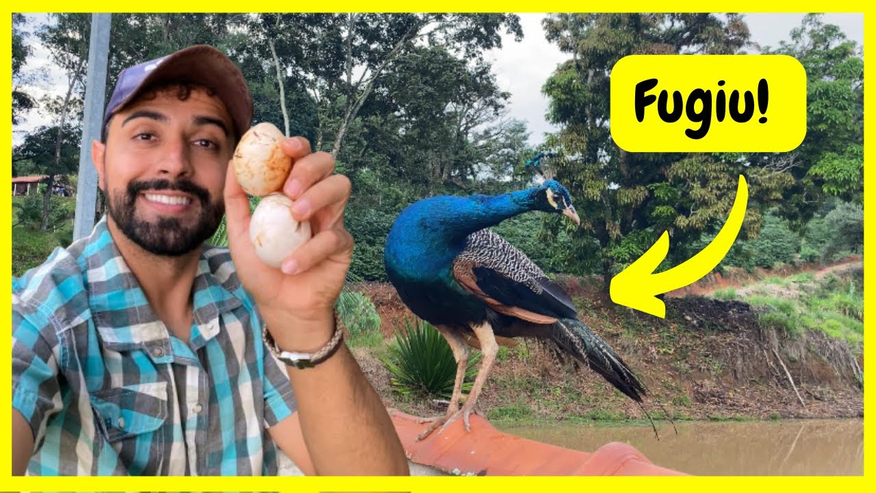 Procurando meu Pavão que Sumiu - Achei Ovos de Gansos do Egito | Gutejando  