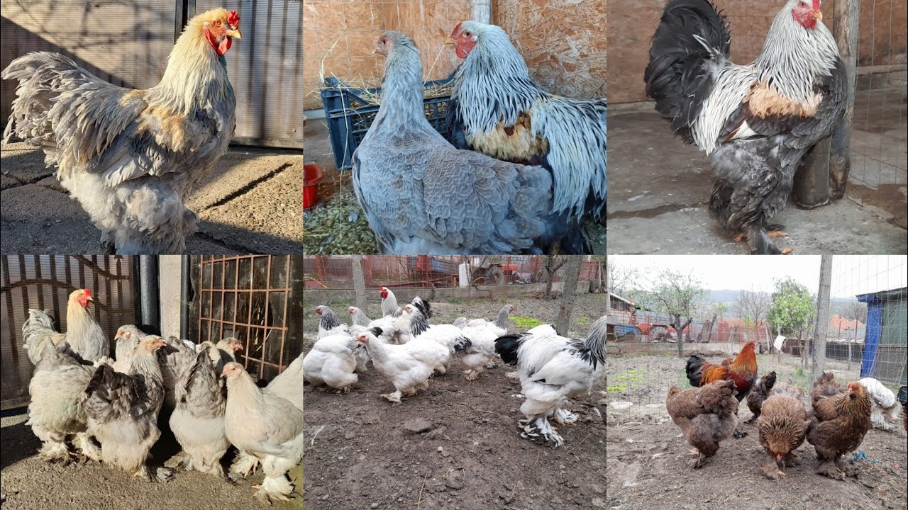 Am vândut din găinile Brahma‼️ Ce am oprit❓️+ Am avut o super vizită