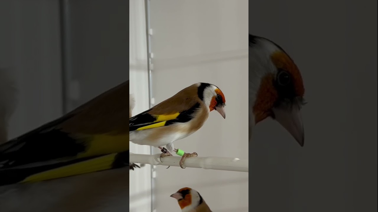 Major Goldfinch Mutations | Aviary Birds #goldfinches #carduelis #birds