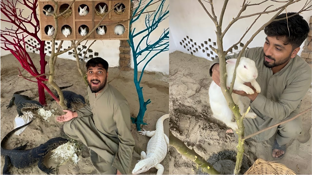 Birds coloney main try lgha diya // 2 in 1 pet house 🏡 