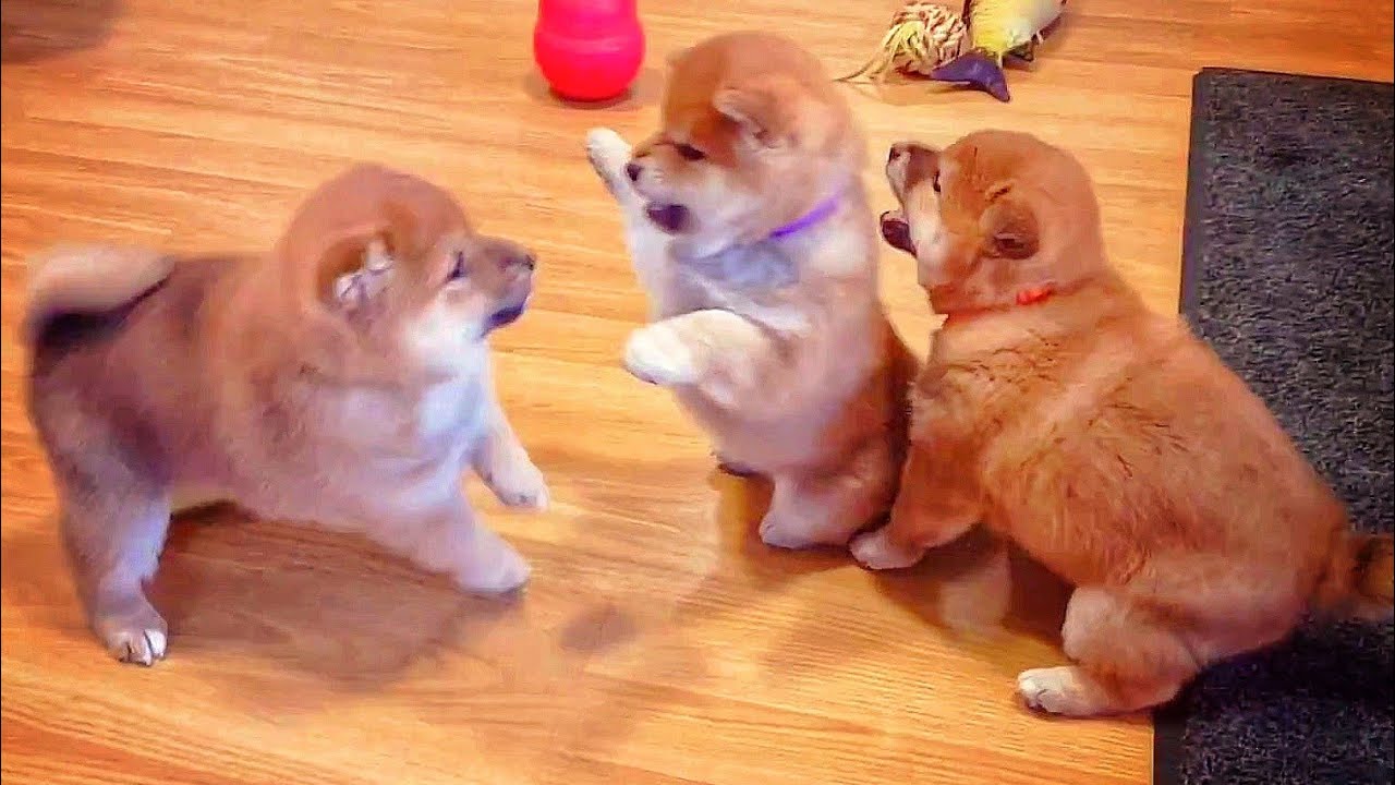 A bery long vid of potats being potats - no captions, omly potatness