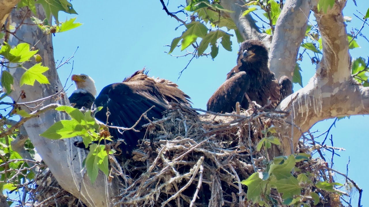 Bald Eagle, San Simeon, CA
