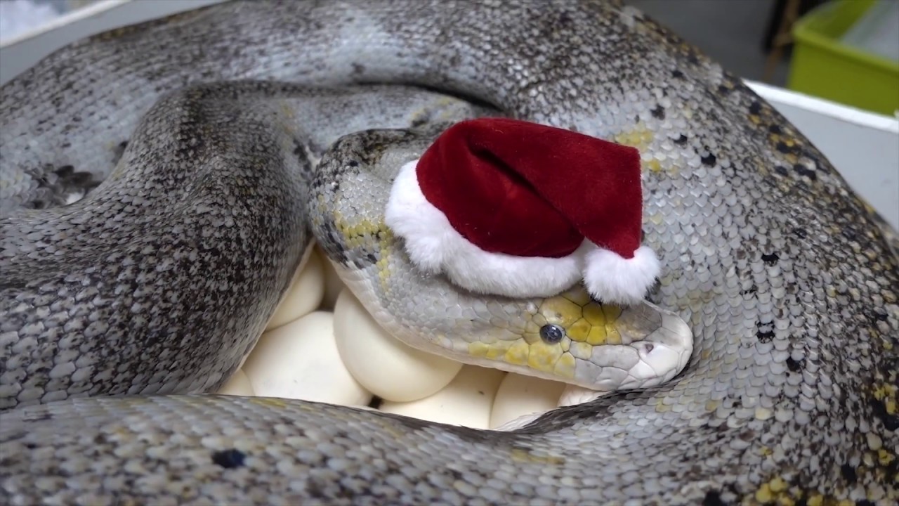 It Takes Teamwork to Wrangle a Bad Santa (THINGS GET WILD AT THE END!)