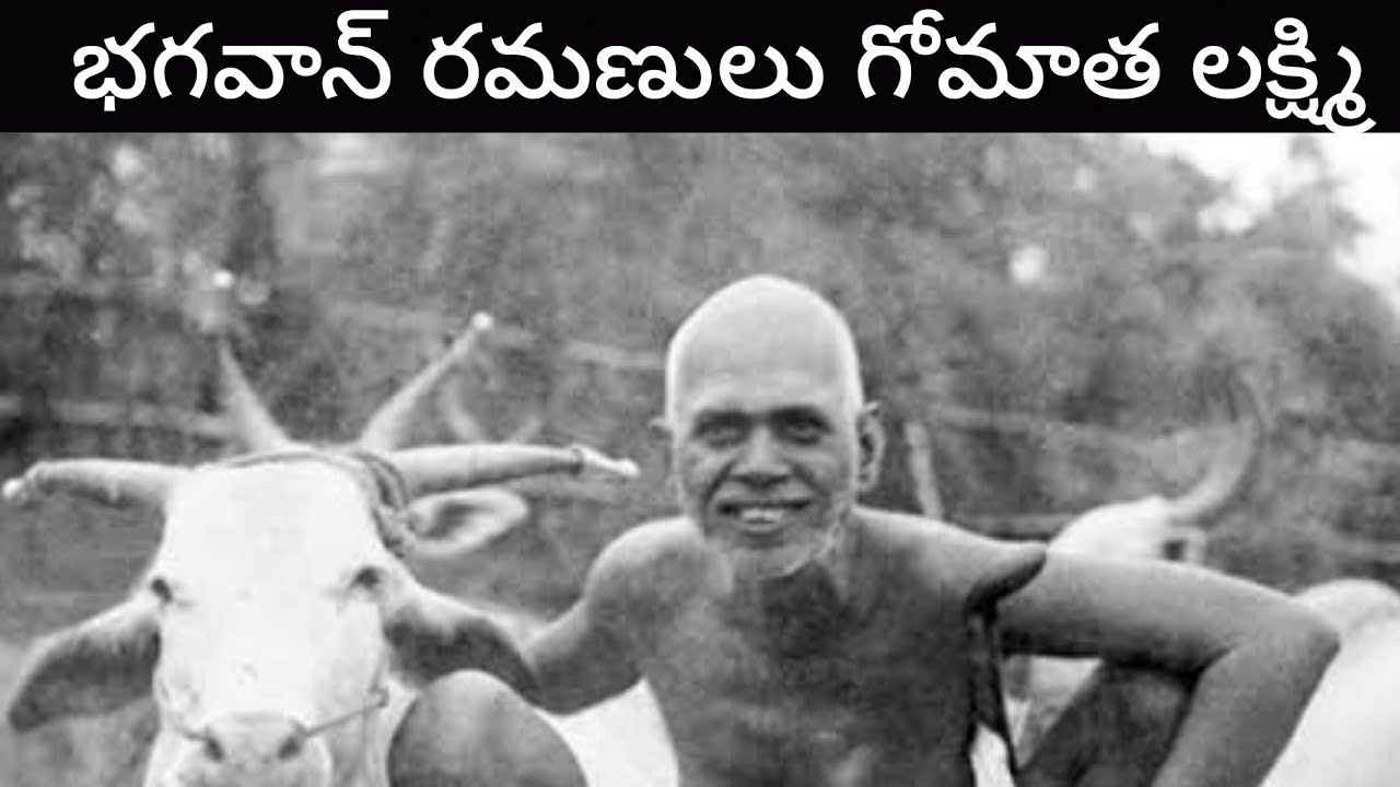 రమణ మహర్షి ఆవు లక్ష్మీ Ramana Maharshi and cow Lakshmi#ramanamaharshi #arunachalam
