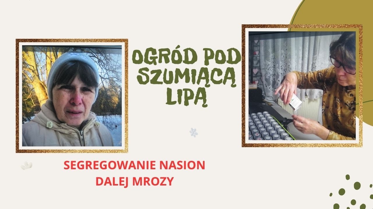 Segregowanie nasion i dalej duże mrozy.