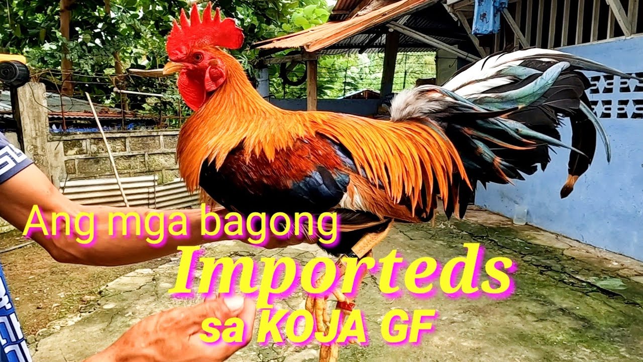 EP444 Part 2: Ang mga bagong importeds sa Koja GF