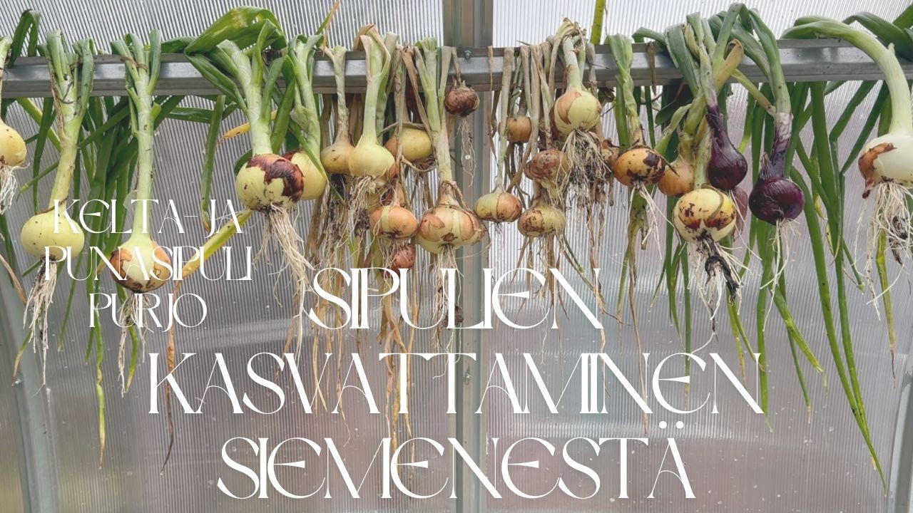 Sipulin kasvatus siemenestä – parhaat kylvövinkit