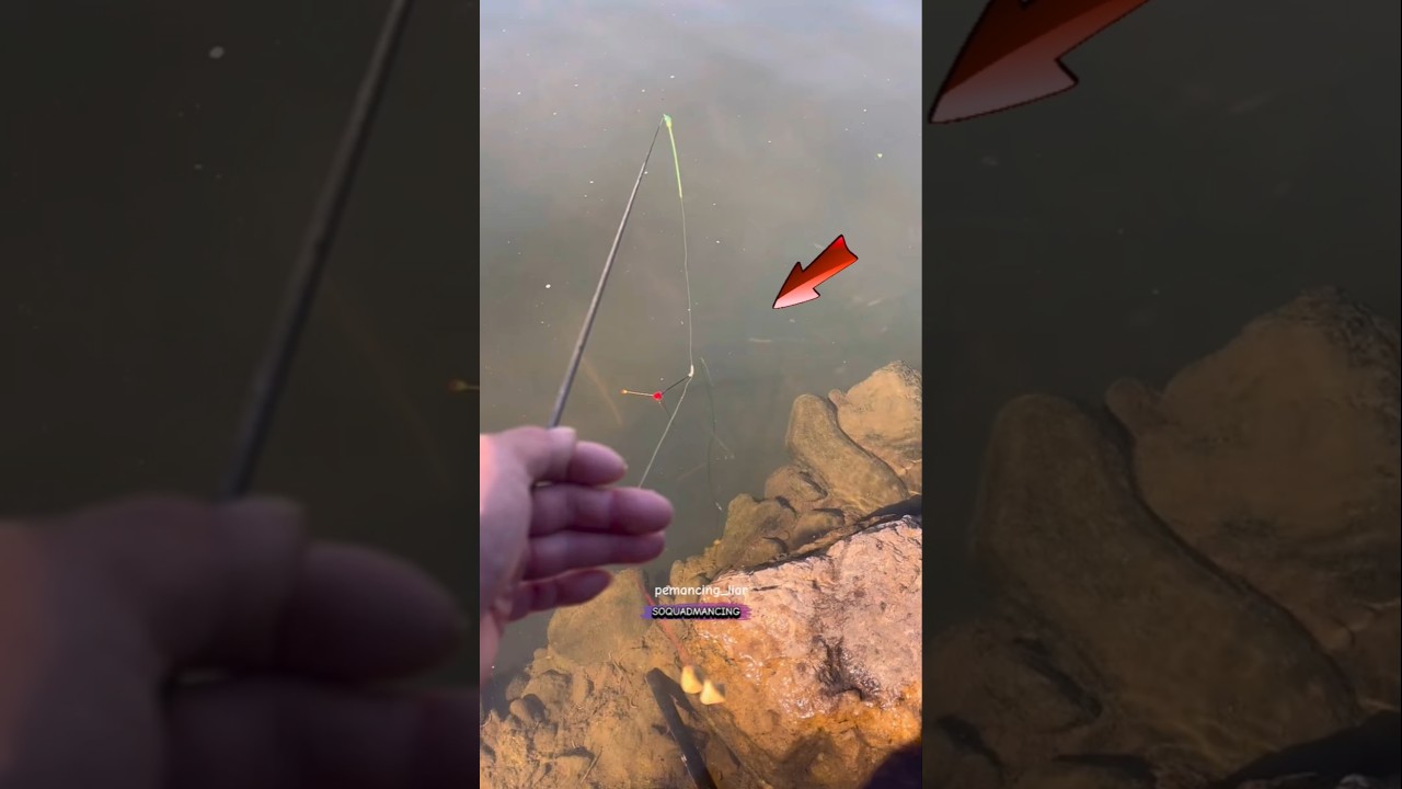 spot gacor broku mantap #mancing #fishing #ikan #mancingmania #subscribe #shorts