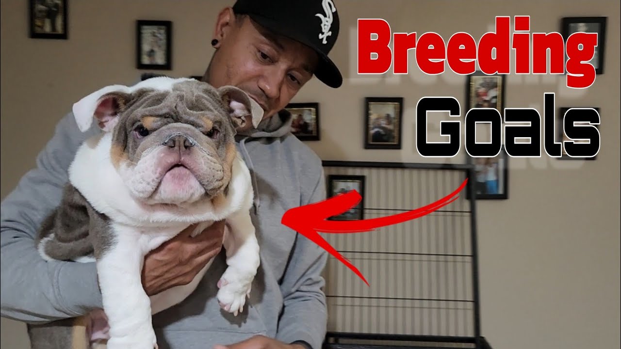IM BACK!! BIG UPDATE AT FABULOUS BULLDOGS!
