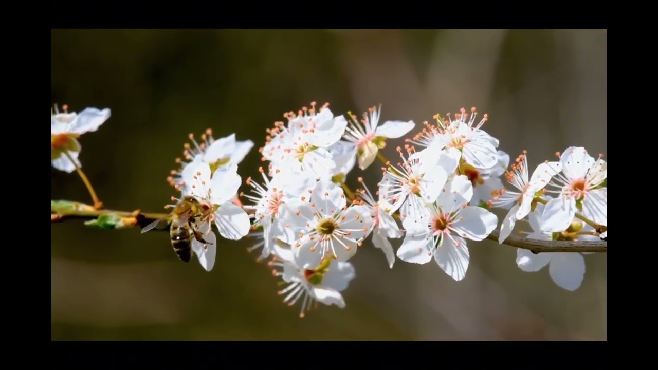 Relaxing Music for Stress Relief-  Sleep Music 🌿 Calm Ambient Sounds for Sleep-Meditation