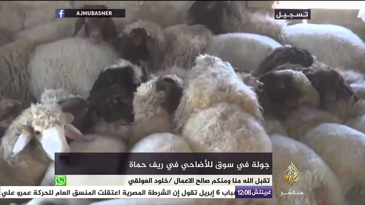 جولة في سوق الأضاحي في ريف حماة بسوريا
