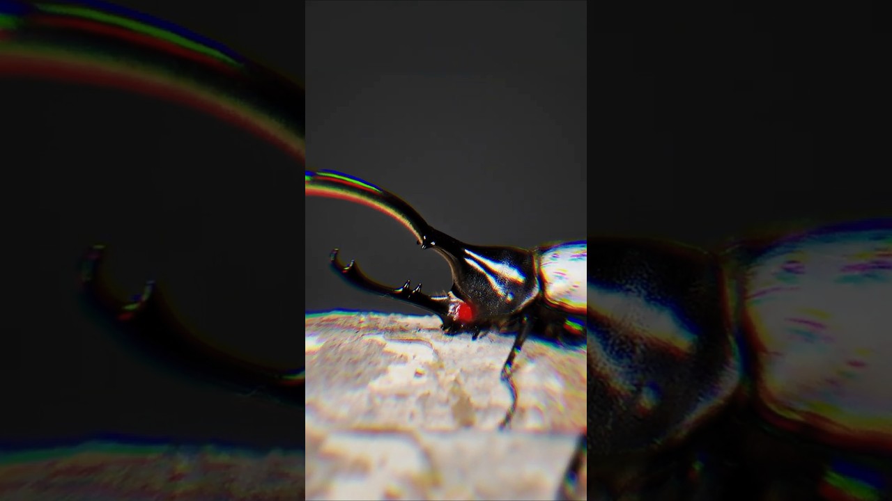 這些都是甲蟲王者的戰力天花板 Mushiking's Beetle Ranking