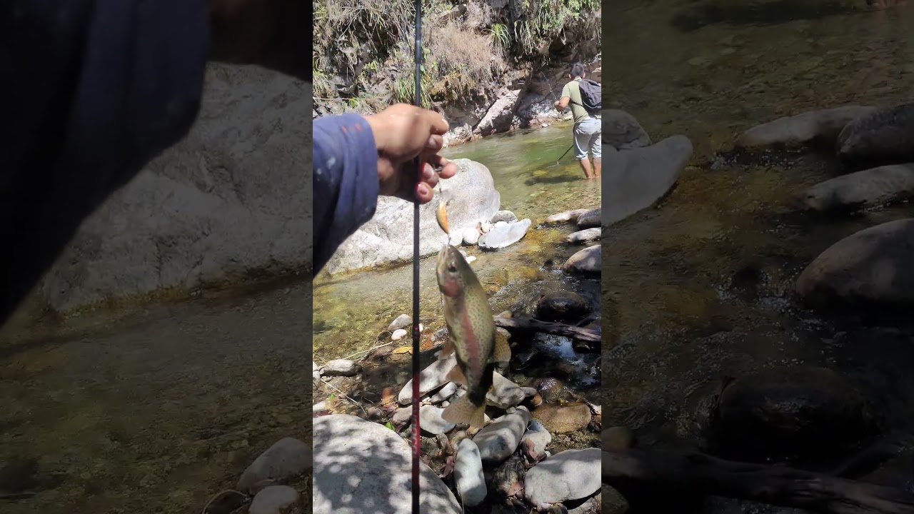 Aprende a pescar truchas con exito