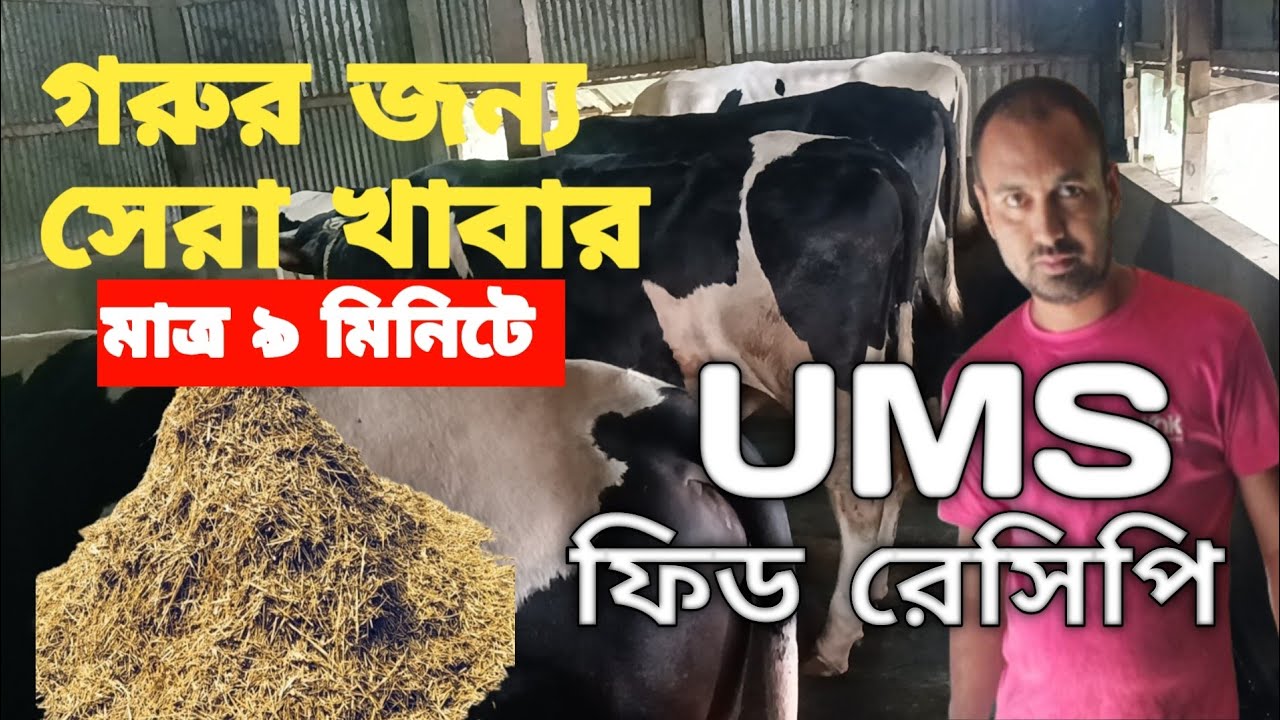 “গরুর জন্য সেরা খাবার বানানোর সহজ উপায় | মাত্র ৯ মিনিটে UMS ফিড রেসিপি”
