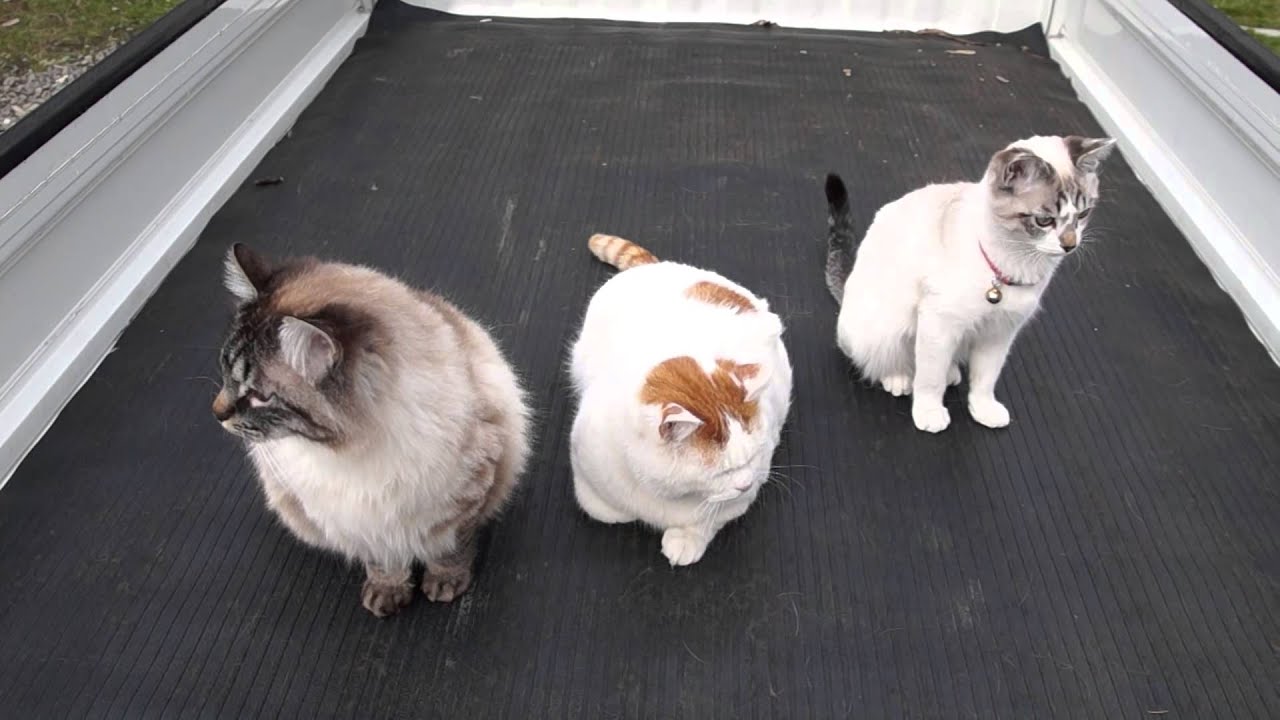 しろのらくろ