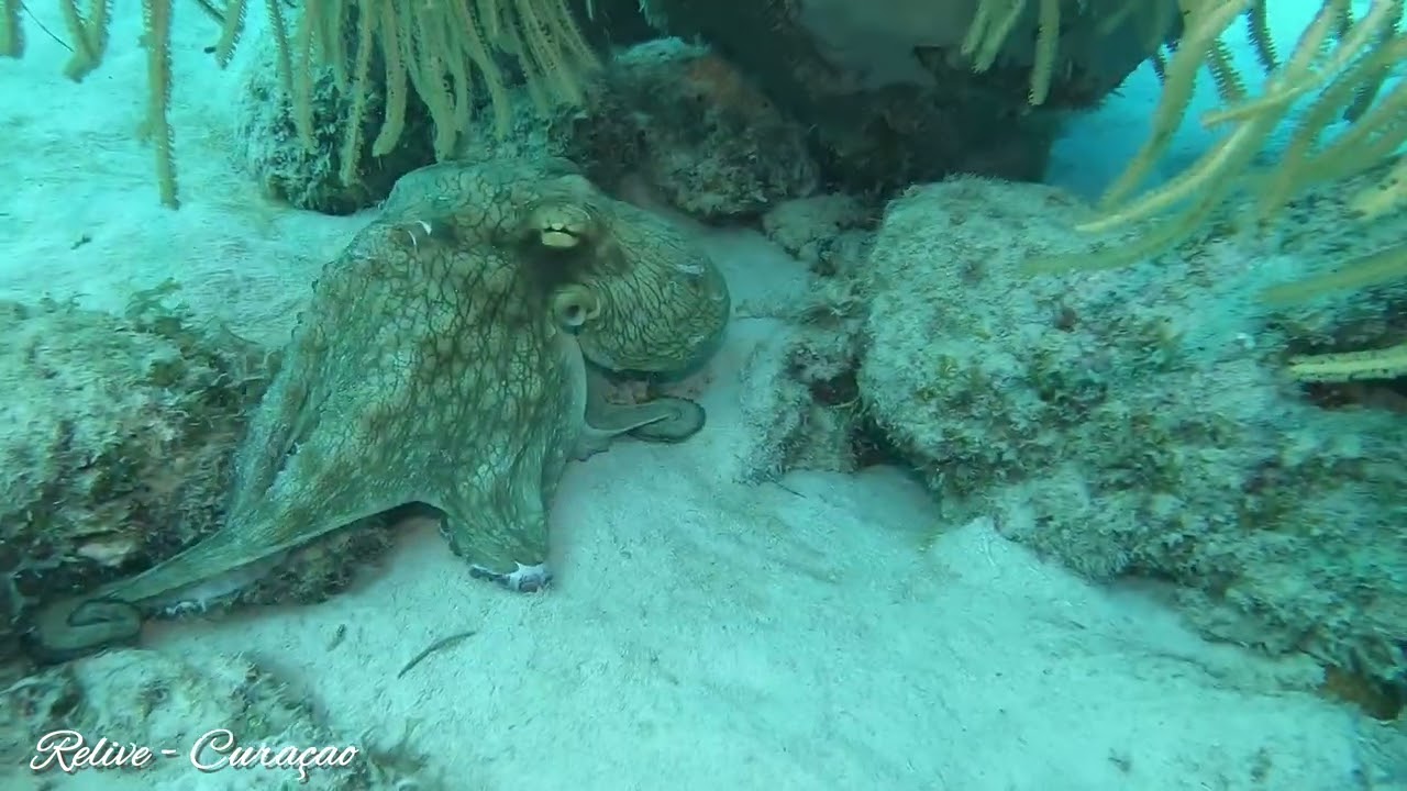 Duiken, Diving op Curaçao. 4K onderwater ervaring van Relive-Curaçao. Uw gidsduik in de Caribbean.